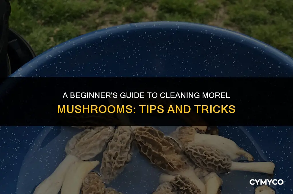 how to clean a morel mushroom