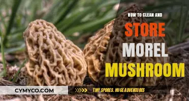 Fresh and Flavorful: The Ultimate Guide to Cleaning and Storing Morel Mushrooms