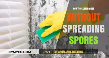 Effective Mold Cleaning: A Guide to Safe and Healthy Practices