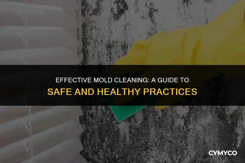 how to clean mold without spreading spores