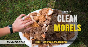 Fresh and Flavorful: A Simple Guide to Cleaning Morels