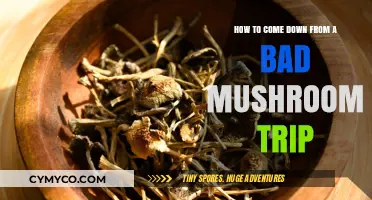 Navigating the Uncomfortable: A Guide to Managing a Bad Mushroom Trip