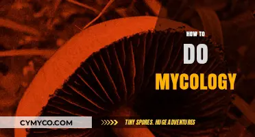 Exploring the Fascinating World of Mycology: A Beginner's Guide