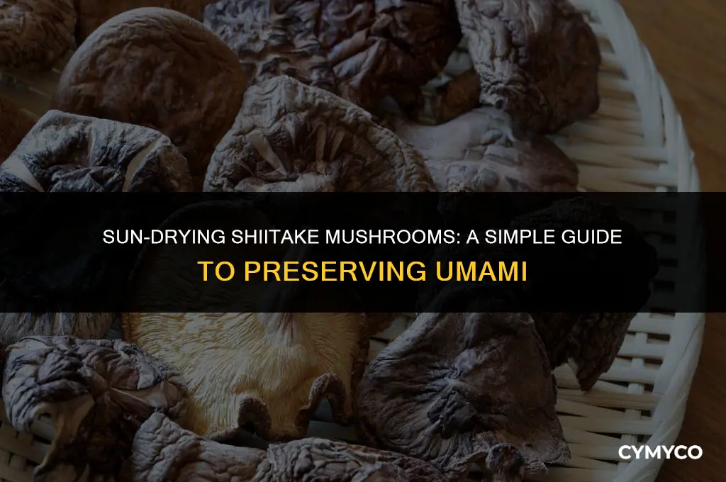 how to dry shiitake mushrooms in the sun