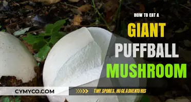 Savoring the Delicate Flavor of a Giant Puffball Mushroom