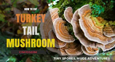 Savoring the Wild: A Guide to Enjoying Turkey Tail Mushrooms