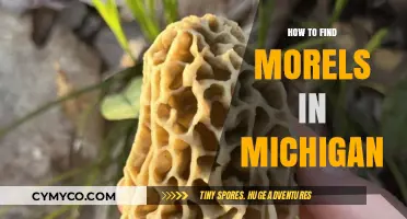 Discovering Michigan's Morel Mushrooms: A Guide to Foraging Success