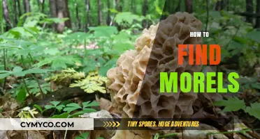 Discovering Nature's Hidden Gems: A Guide to Finding Morels