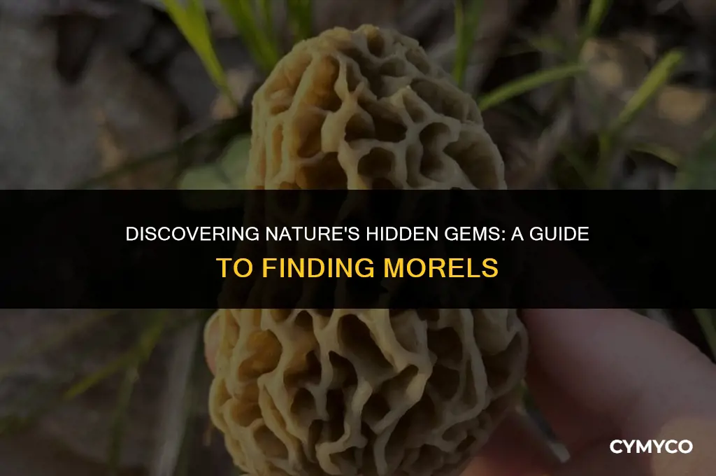 how to find morels