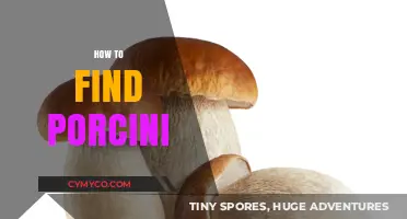 Unearthing Nature's Bounty: A Guide to Finding Porcini Mushrooms
