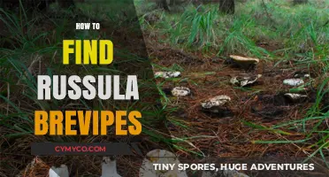 Discovering Russula Brevipes: Tips for Locating This Elusive Mushroom