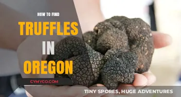 Truffle Hunting in Oregon: A Guide to Finding Gourmet Treasures