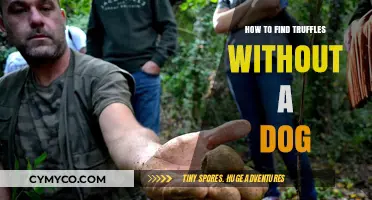 Truffle Hunting 101: Uncovering Nature's Delights Without a Canine Companion