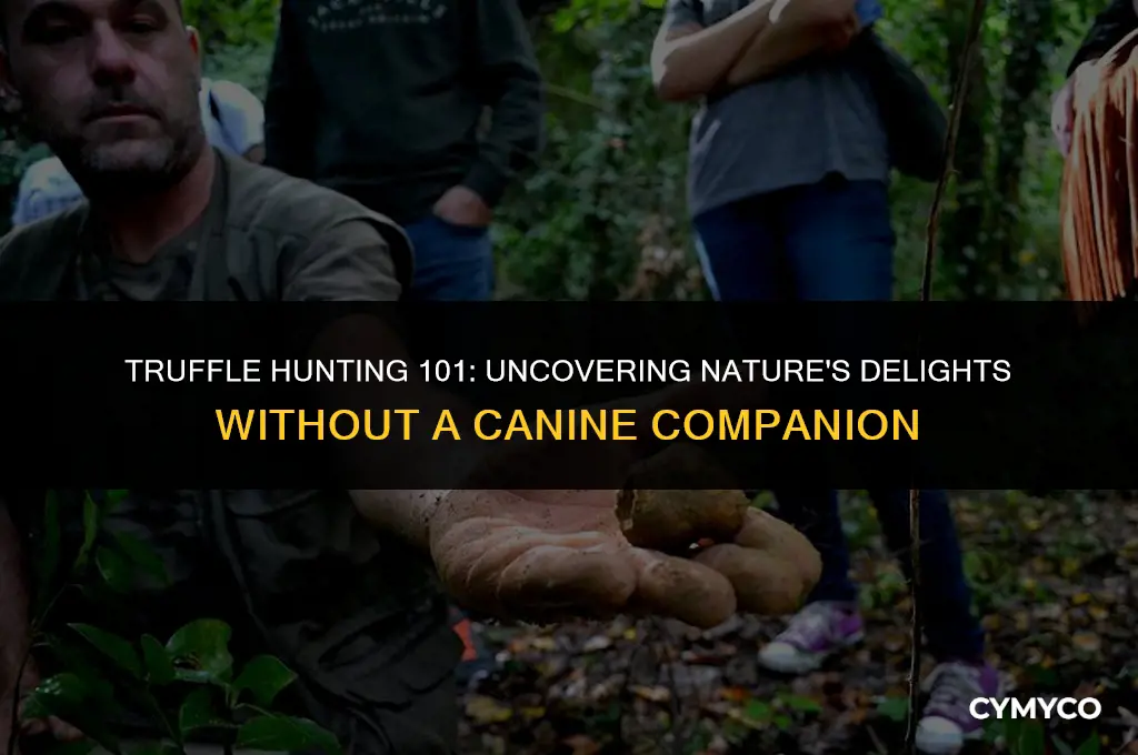 how to find truffles without a dog
