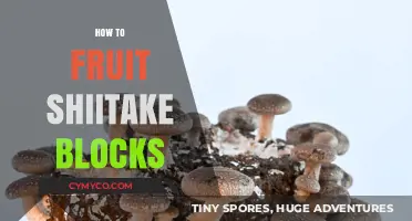 Cultivating Gourmet Shiitake: A Beginner's Guide to Fruitful Blocks