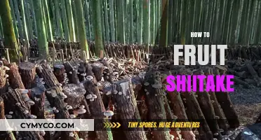 Exploring the Art of Fruit Shiitake: A Beginner's Guide