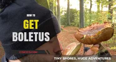 Unlocking the Secrets: A Guide to Finding Boletus Mushrooms