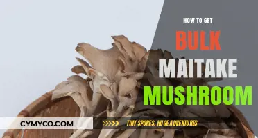 Sourcing Maitake Mushrooms in Bulk: A Comprehensive Guide