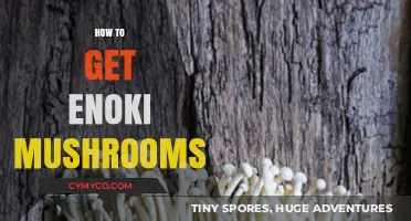 Discover the Secret to Growing Your Own Enoki Mushrooms at Home