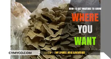 Cultivating Maitake Mushrooms: A Guide to Optimal Growth Locations