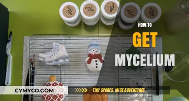 Cultivating Mycelium: A Beginner's Guide to Growing Fungal Networks