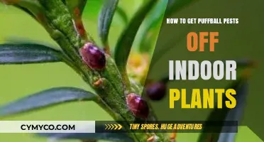 Effective Ways to Eliminate Puffball Pests from Indoor Plants