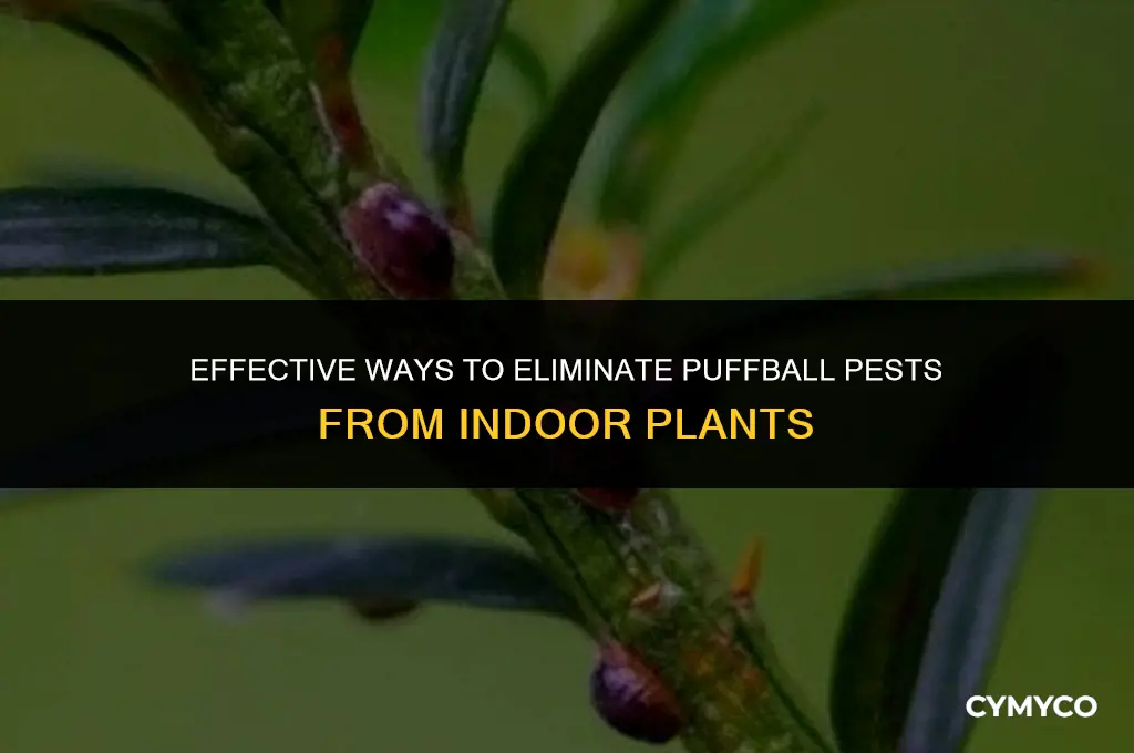 how to get puffball pests off indoor plants
