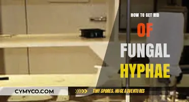 Effective Strategies to Eliminate Fungal Hyphae: A Comprehensive Guide