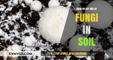 Effective Methods to Eliminate Fungi and Restore Healthy Soil