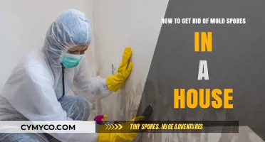 Effective Ways to Eliminate Mold Spores in Your Home