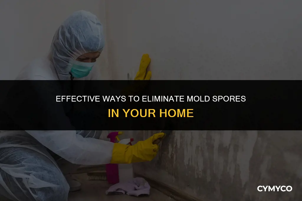how to get rid of mold spores in a house