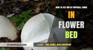 Effective Ways to Eliminate Puffball Fungi from Your Flower Bed
