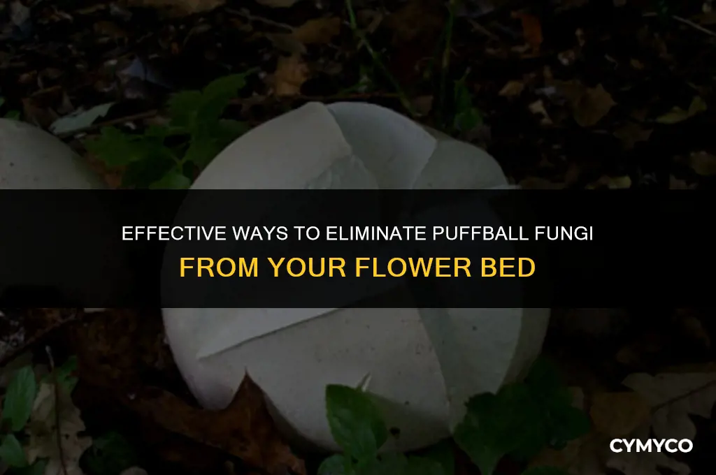 how to get rid of puffball fungi in flower bed
