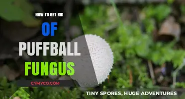 Effective Strategies to Eliminate Puffball Fungus from Your Garden