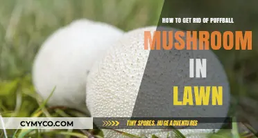Effective Ways to Eliminate Puffball Mushrooms from Your Lawn