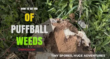Effective Strategies to Eliminate Pesky Puffball Weeds from Your Garden
