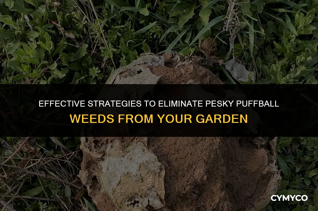 how to get rid of puffball weeds