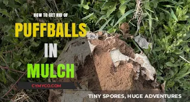 Banish Puffballs: A Guide to Mulch Maintenance and Prevention