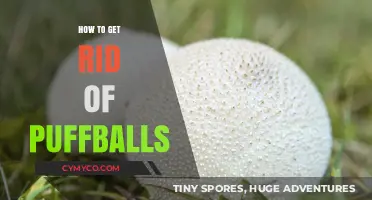 Effective Ways to Eliminate Pesky Puffballs from Your Lawn