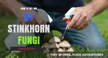 Effective Methods to Eliminate Stinkhorn Fungi from Your Garden