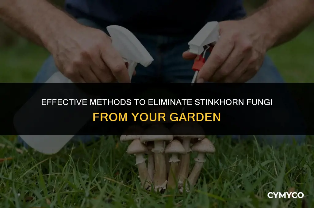 how to get rid of stinkhorn fungi