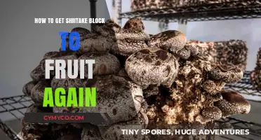 Reviving Shiitake Blocks: A Guide to Restoring Fruiting