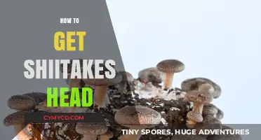 Unlocking the Secrets: How to Get Shiitake Mushrooms to Thrive