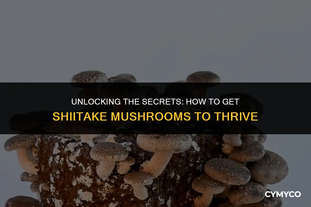 how to get shiitakes head