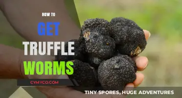 Unearthing Gourmet Delights: A Guide to Finding Truffle Worms
