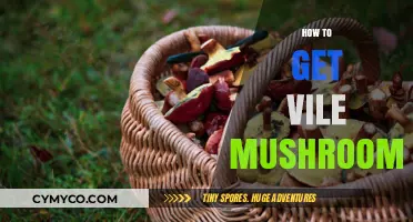 Harvesting Vile Mushrooms: Essential Tips for Finding and Collecting Safely