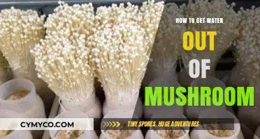 Effective Techniques to Remove Water from Mushrooms for Better Preservation