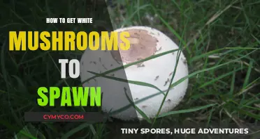 Mastering Mushroom Cultivation: Techniques for White Mushroom Spawning Success