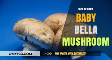 Cultivating Baby Bella Mushrooms: A Beginner's Guide to Homegrown Gourmet