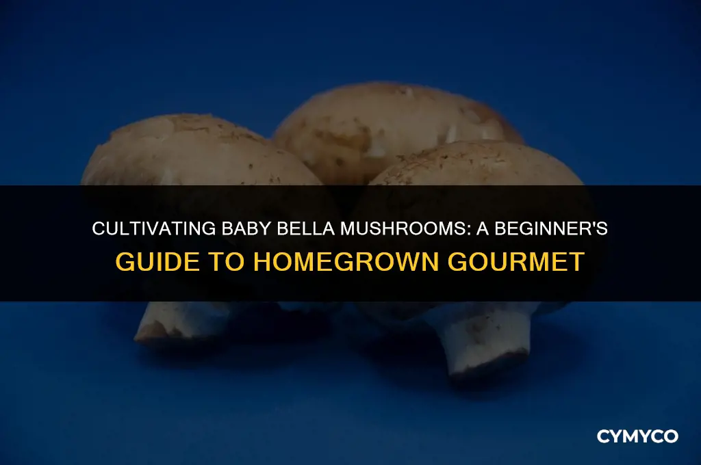 how to grow baby bella mushrooms